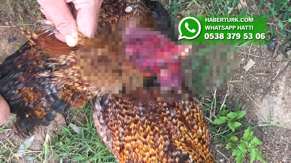"Ötüyor" diye horuzu katletti!