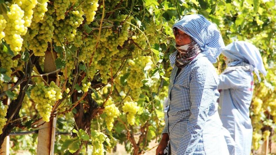 Türkiye'den ilk üzümler Rusya'ya