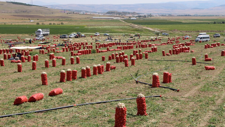 İşte soğanın tarla fiyatı