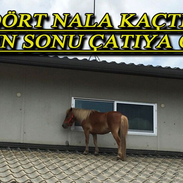 Felaketten kurtulmaya çalışırken bu görüntü ortaya çıktı