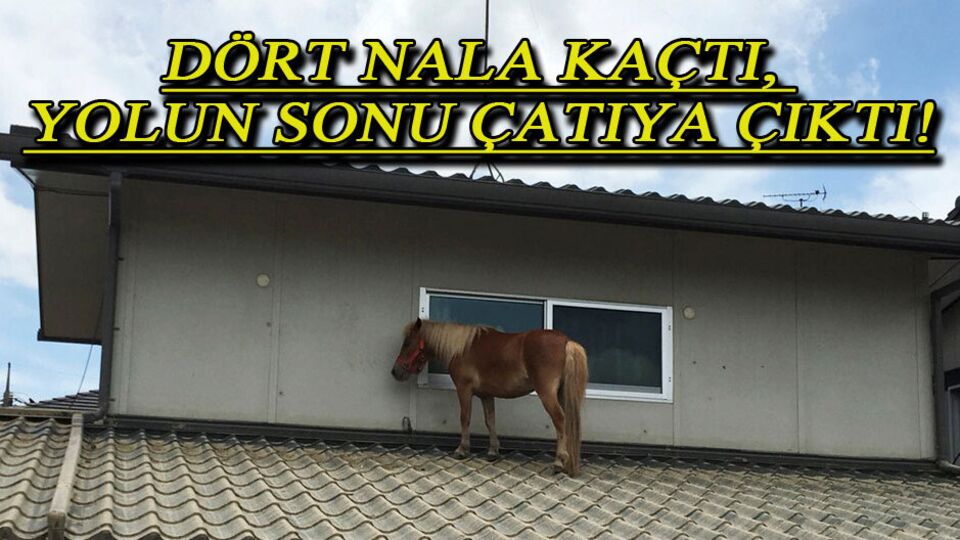 Felaketten kurtulmaya çalışırken bu görüntü ortaya çıktı