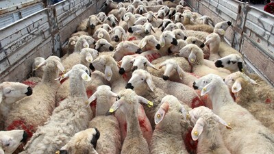 Kurbanlık fiyatları açıklandı