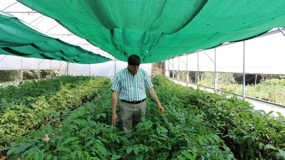 Ceviz fidanında hedef yükselttiler