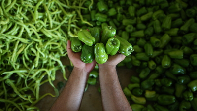 Yenişehir biberi Avrupa sofralarını süslüyor