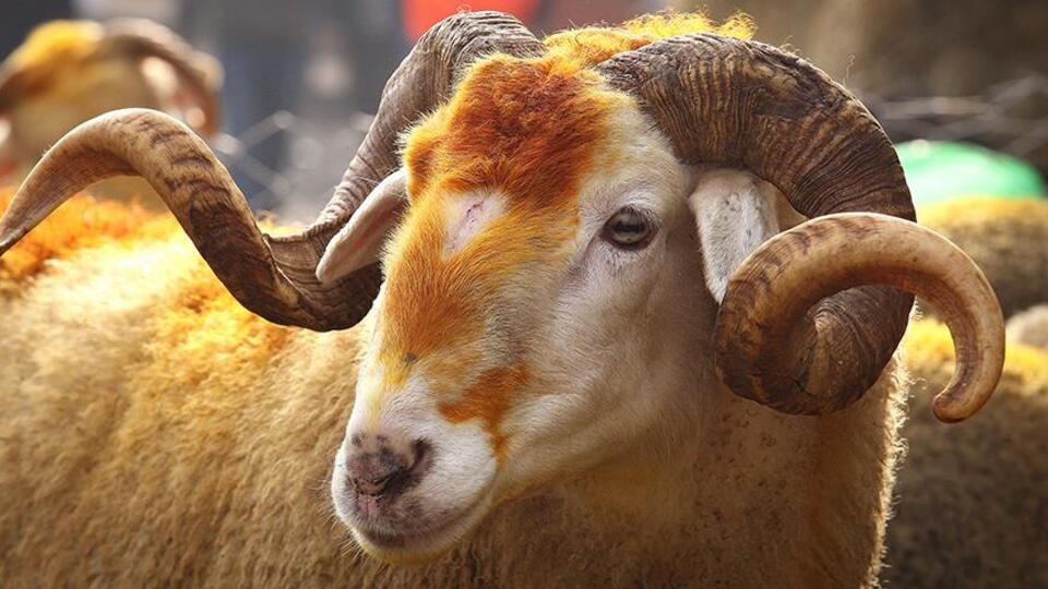 Kurban bayramı tarihi ne zaman?