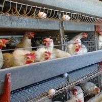 Türk gıda devinden konkordato açıklaması