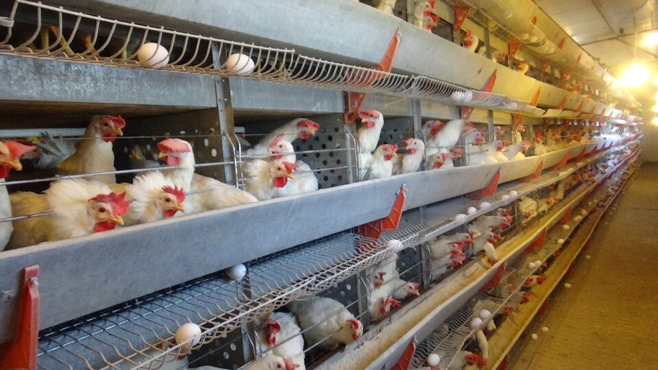 Türk gıda devinden konkordato açıklaması