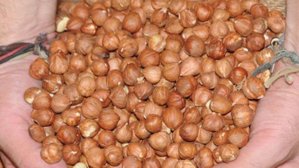 Fındıkta hasat erken başlıyor