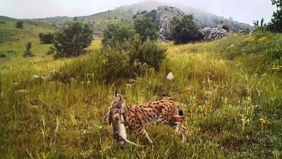 Afrika değil Giresun!