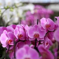 Orkide bitkisi bakımında nelere dikkat edilmeli?