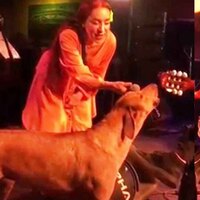 Sokak köpeği Leman Sam’a eşlik etti