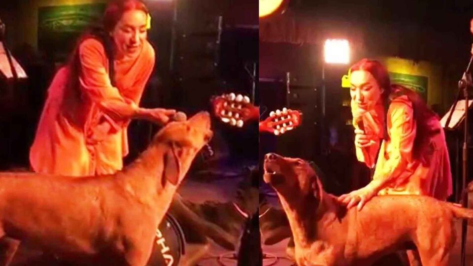 Sokak köpeği Leman Sam'a eşlik etti