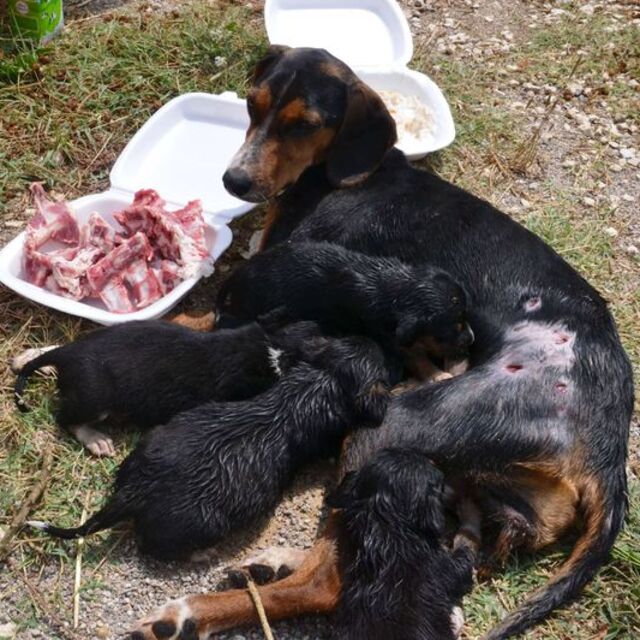 Anne köpek yaralıyken bile yavrularını emzirmeye devam etti