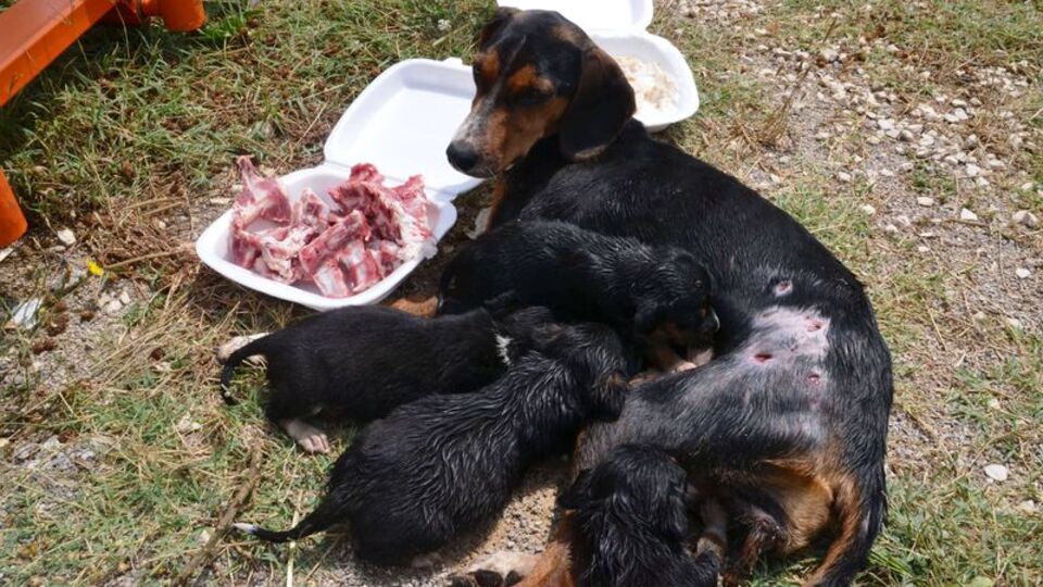 Anne köpek yaralıyken bile yavrularını emzirmeye devam etti