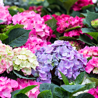 Ortanca bakımında dikkat edilmesi gerekenler