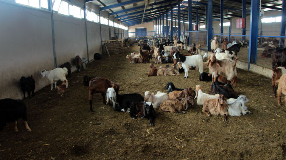 Bakanlıktan koyun keçi vebasına ilişkin açıklama