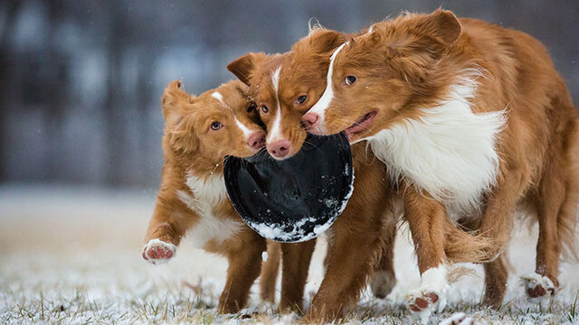 En güzel köpek fotoğrafları belli oldu!