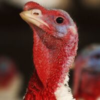 ABD alarm verdi! Salmonella salgını o ürünlerde!