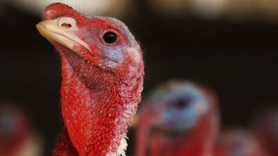 ABD alarm verdi! Salmonella salgını o ürünlerde!