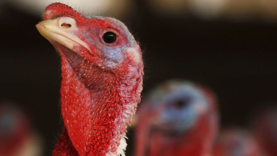 ABD alarm verdi! Salmonella salgını o ürünlerde!