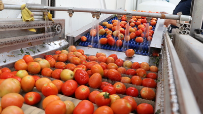 Niğde'den Suudi Arabistan'a domates ihracatı