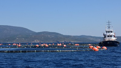 Danıştay son sözü söyledi! Sığacık'ta orkinos zaferi