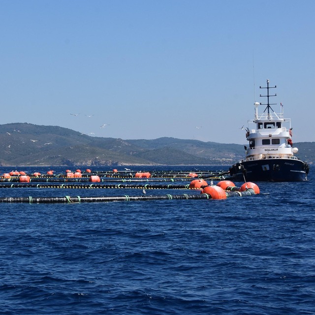 Danıştay son sözü söyledi! Sığacık'ta orkinos zaferi