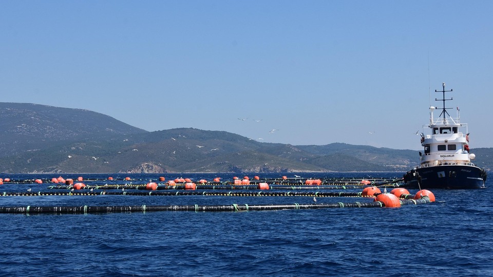 Danıştay son sözü söyledi! Sığacık'ta orkinos zaferi