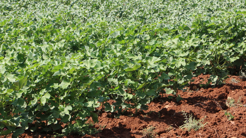 Beyaz altın yeniden rağbet görmeye başladı