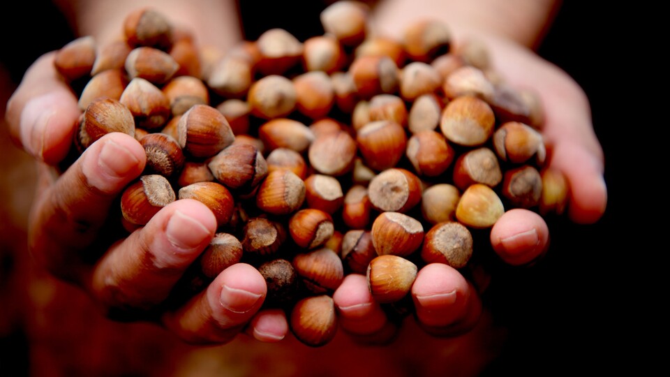 FİSKOBİRLİK'ten fındık açıklaması!