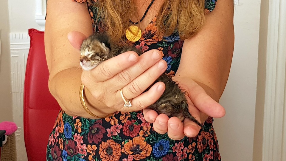 Yavru kedinin ayağını başka bir hayvan koparmış!