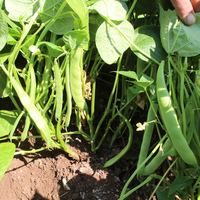 Fasulye üssünde yüzde 70 kayıp var