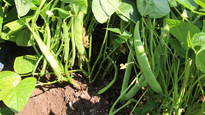 Fasulye üssünde yüzde 70 kayıp var