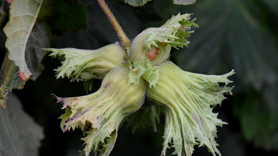 Uyarı geldi! 'Erken hasat etmeyin'