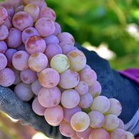 Karaciğeri yenileyen 5 besin!