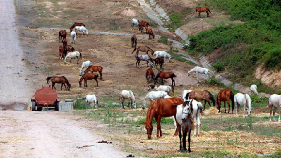 2 aydır bekleyen 220 atta Ruam çıktı mı?
