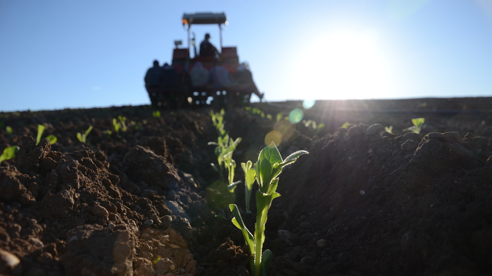 66 futbol sahası büyüklüğünde! Sırrı çözüldü