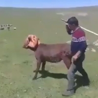 Eşeklere işkence eden kişi yakalandı