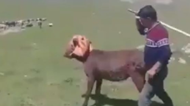 Eşeklere işkence eden kişi yakalandı