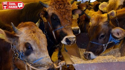 Migros ve CarrefourSA'da kurbanlık fiyatları belli oldu