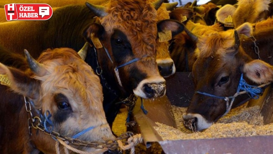 Migros ve CarrefourSA'da kurbanlık fiyatları belli oldu