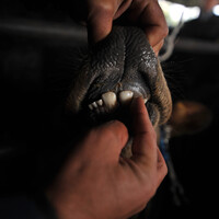 Kurban seçiminde yeni dönem!