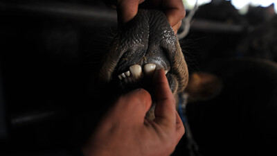 Kurban seçiminde yeni dönem!