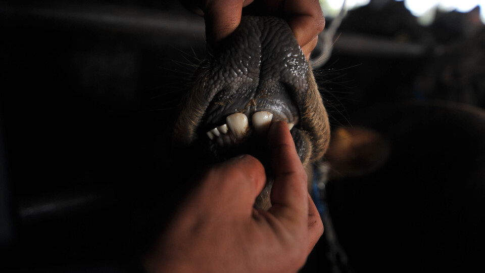 Kurban seçiminde yeni dönem!