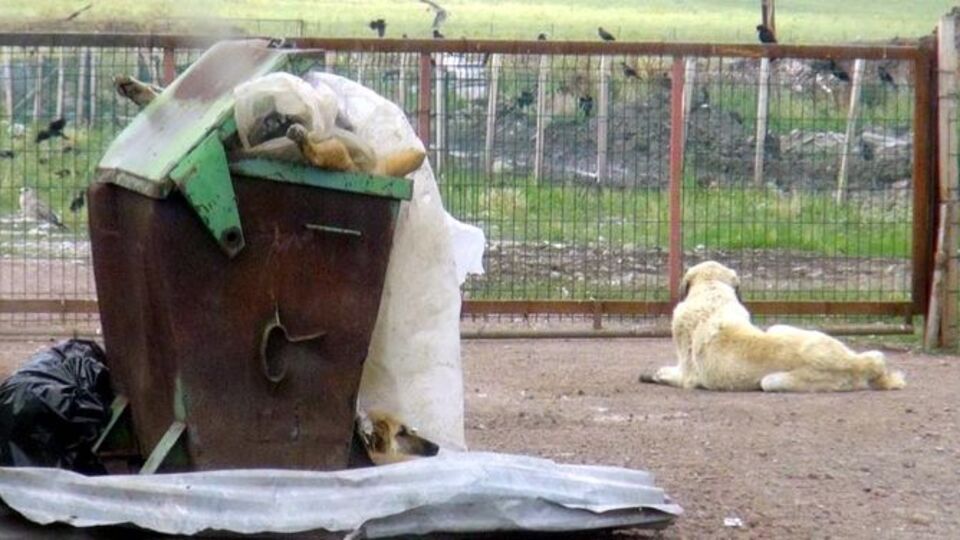 Barınak değil, ölüm kampı!