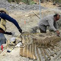 174 milyon yıllık dinozor fosili bulundu