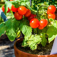 Evde domates, biber, salatalık nasıl yetiştirilir?