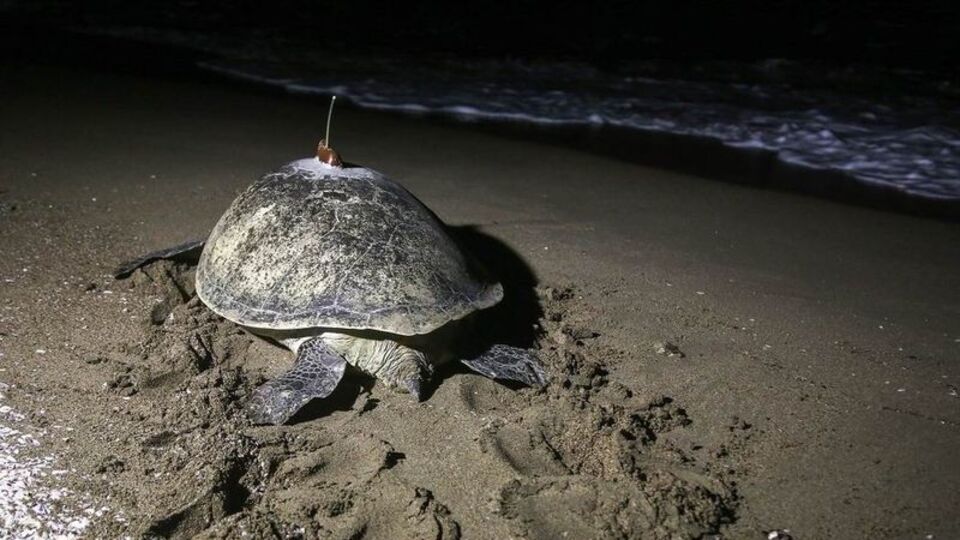 48 günde Adana'dan Mısır'a gitti!