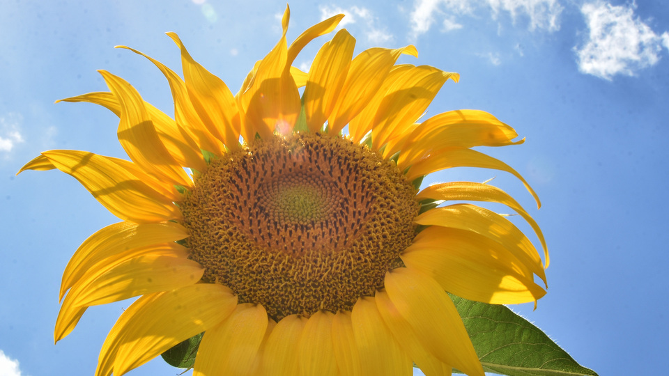Yağışlar ayçiçeğine yaradı