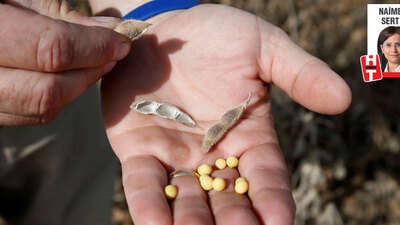 Baltalar gömüldü, zafer fasulyenin!